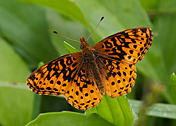 Great Spangled Fritillary