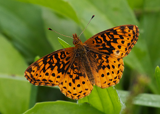 Great Spangled Fritillary
