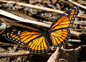 Viceroy Butterfly