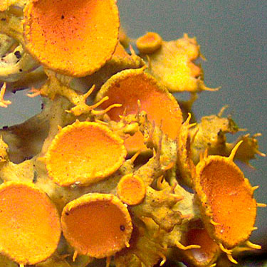 Gold-eye Lichen apothecia