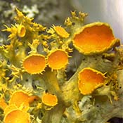 Gold-eye Lichen