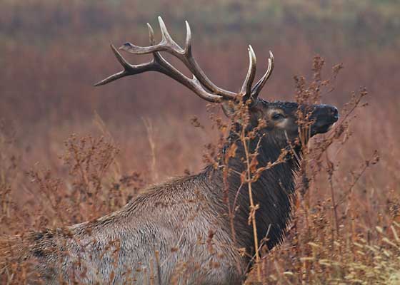 Elk