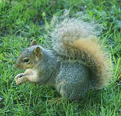 Squirrel