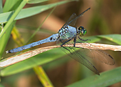 Eastern Pondhawk
