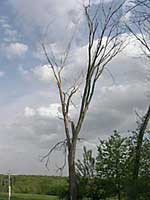 Dead Elm