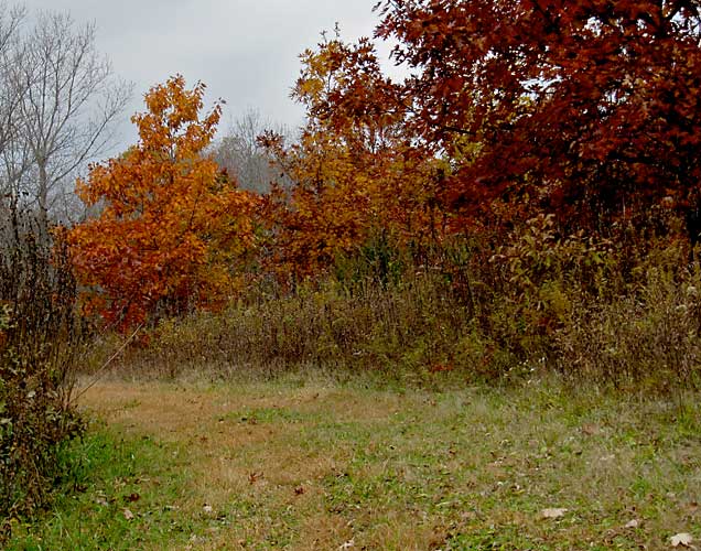 Autumn Oaks