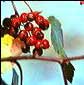 Hawthorn Berries