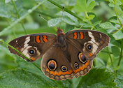 Ohio Buckeye Butterfly