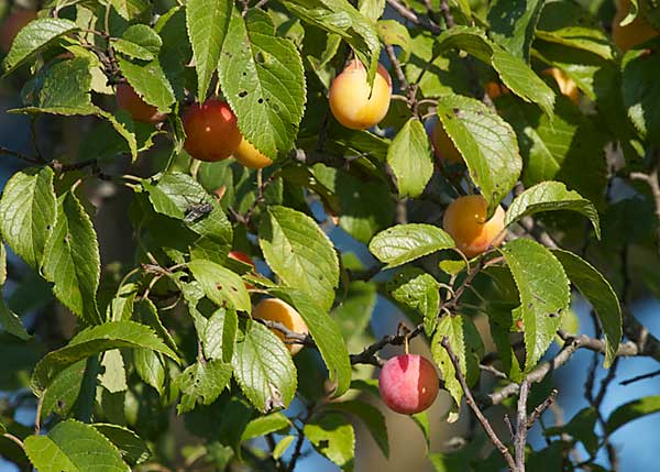 Wild Plums