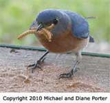 Mealworms