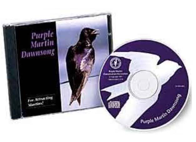 Purple Martin Dawnsong