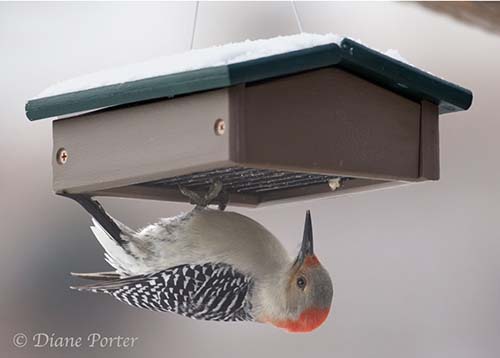 Suet Upside Down feeder with Red-bellied Woodpecker