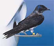 Purple Martin