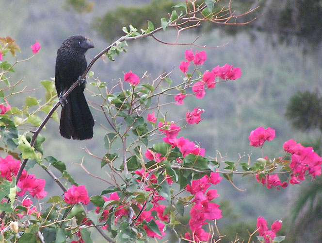 Smooth-billed Ani