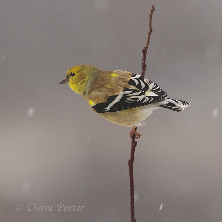 American Goldfinch
