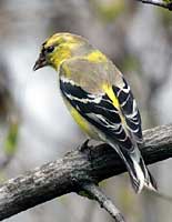 American Goldfinch