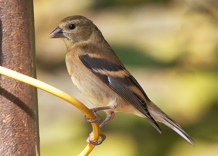 Young American Goldfinch