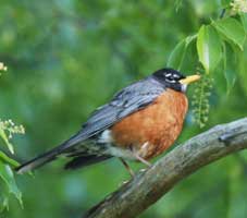 American Robin