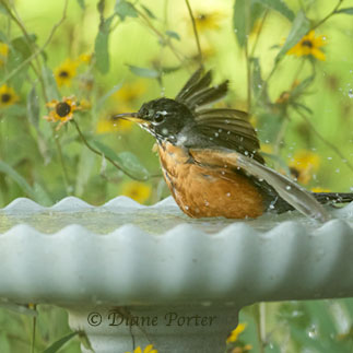 American Robin