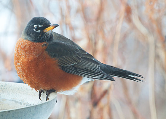 American Robin