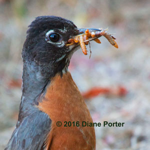 Robin