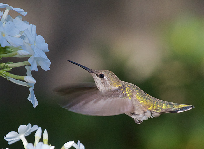 Female Anna's Hummingbird