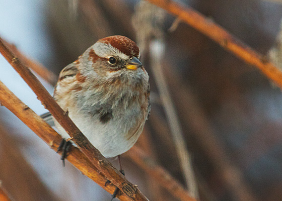 American Tree Sparrow