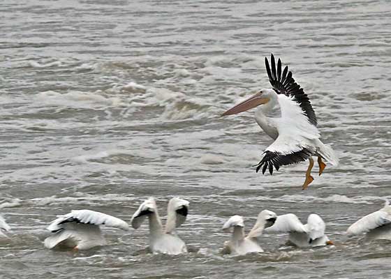 White Pelicans