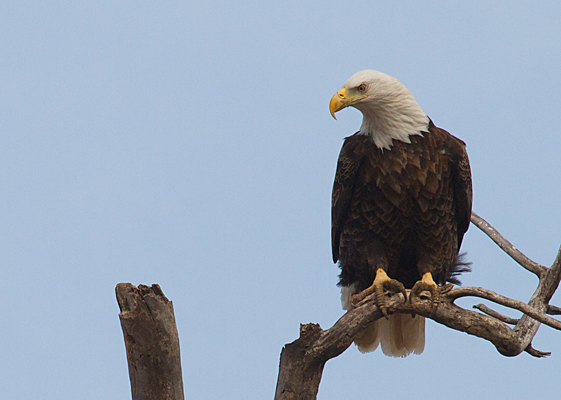 Bald Eagle