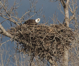 Bald Eagle Nest