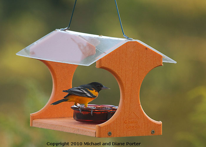 Baltimore Oriole
