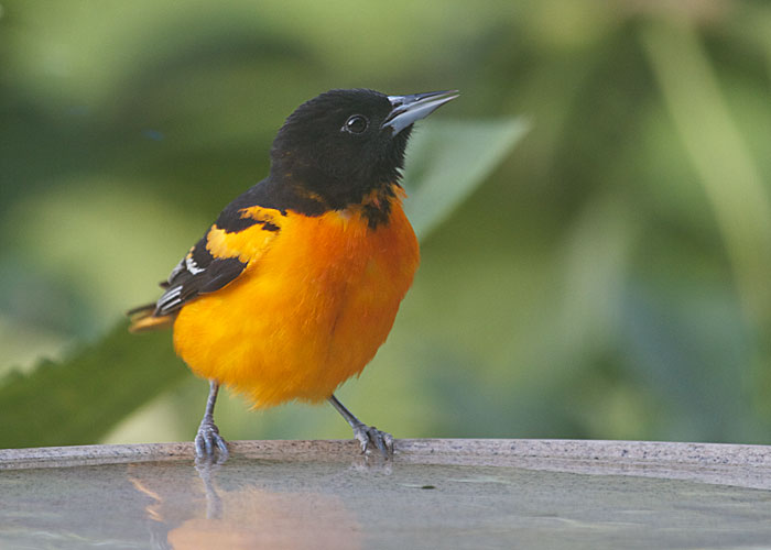 Baltimore Oriole
