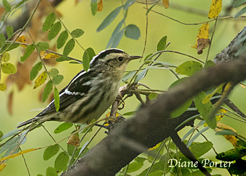 Black-and-white Warbler