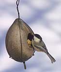 Black-capped Chickadee