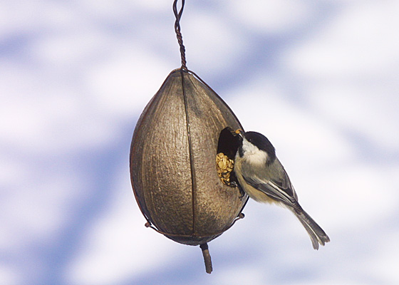 Black-capped Chickadee