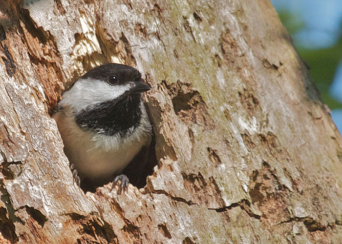 Black-capped Chickadee