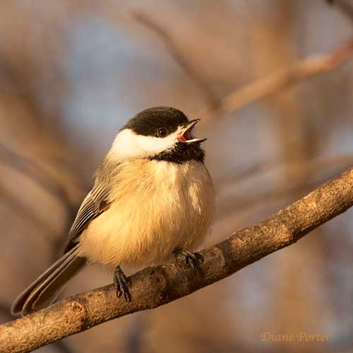 Black-capped Chickadee