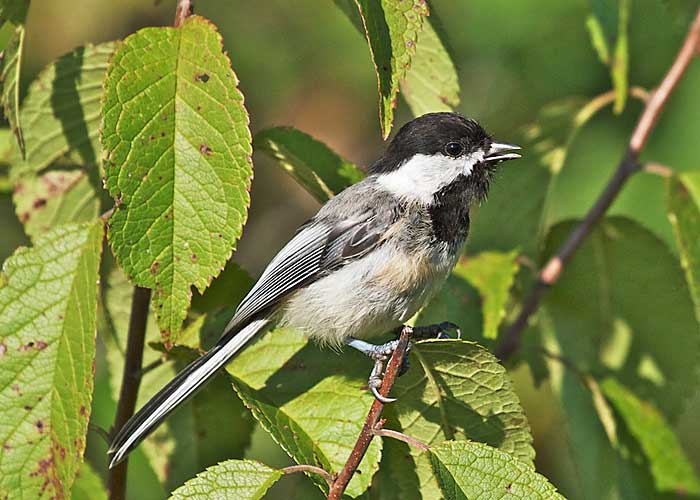 Black-capped Chickaee