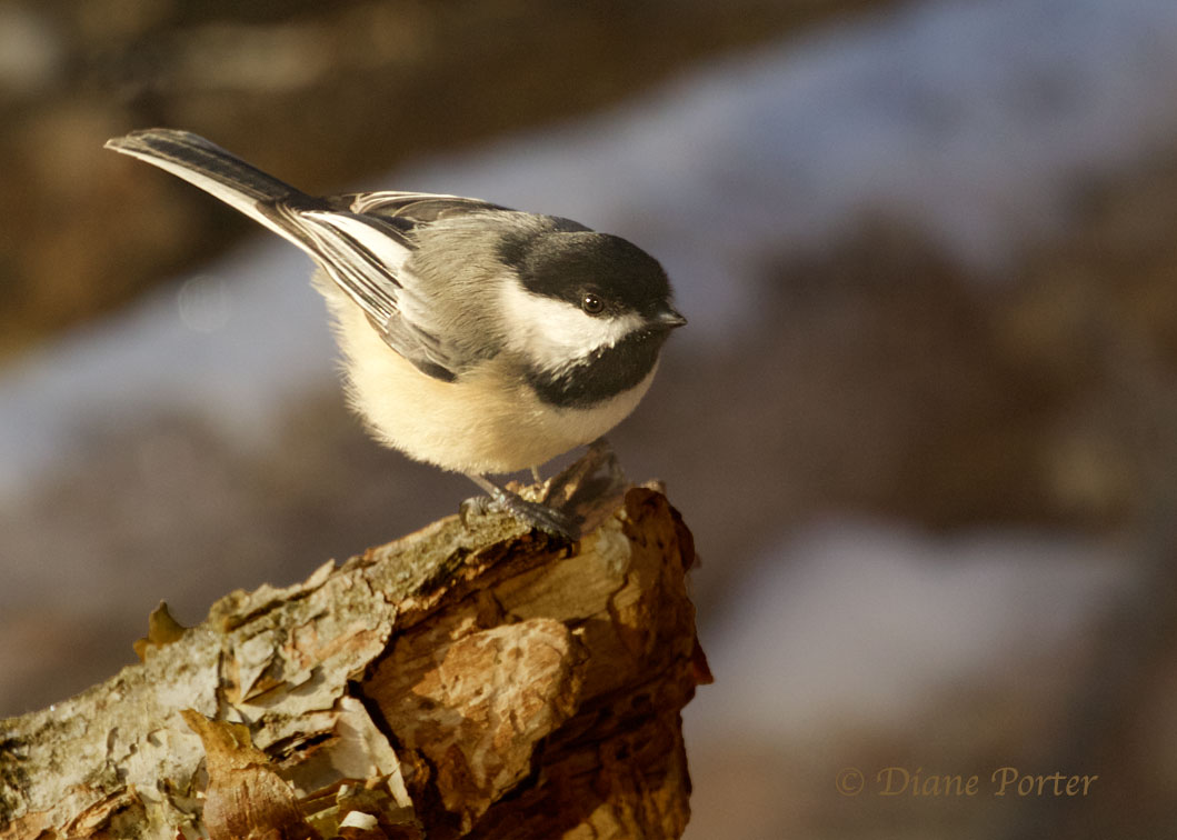 Black-capped Chickadee