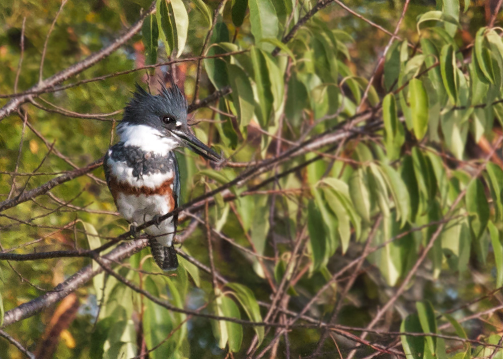 Belted Kingfisher