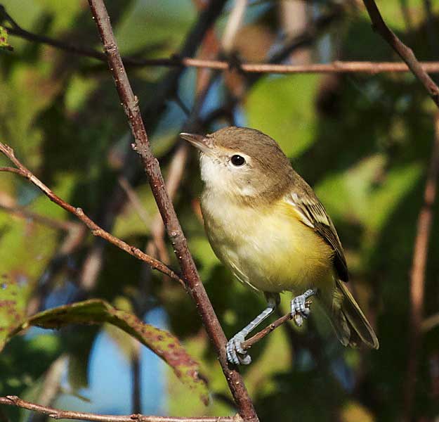 Bell's Vireo