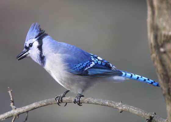 Scrub Jay
