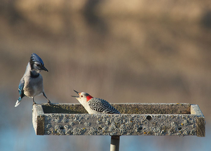 Red-bellied Woodpecker and Blue Jay