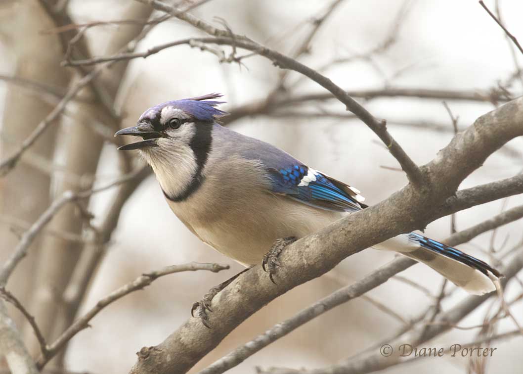 Blue Jay