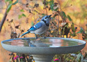 Blue Jay