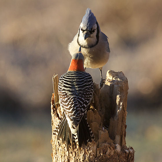 Blue Jay & Woodpecker