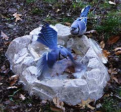 Blue Jays at Bath
