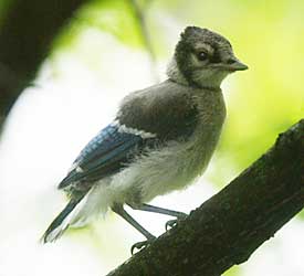 Juvenile Blue Jay