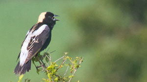 Bobolink