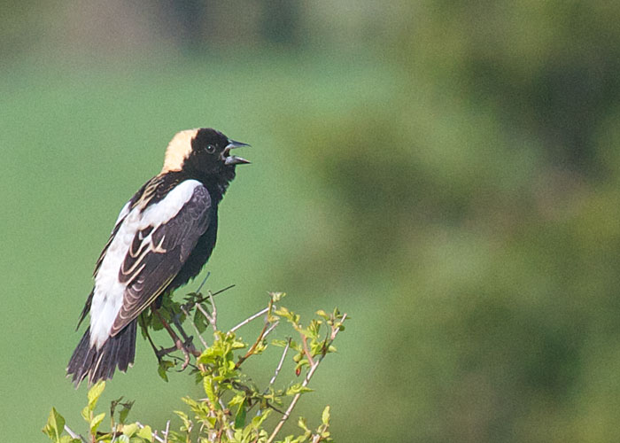 Bobolink